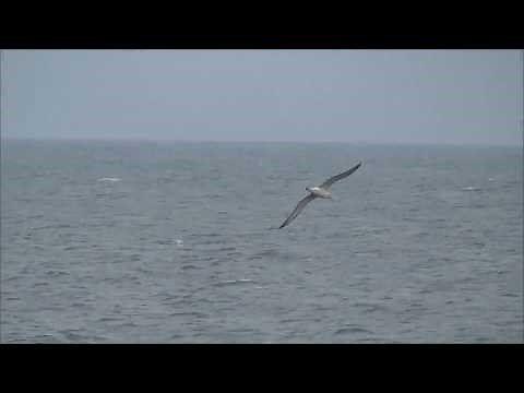 アホウドリ 空滑り Short-tailed Albatross