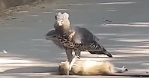 199K views · 1.3K reactions | Eagle Catching Monkey Eating as Food | Monkey Life | Facebook