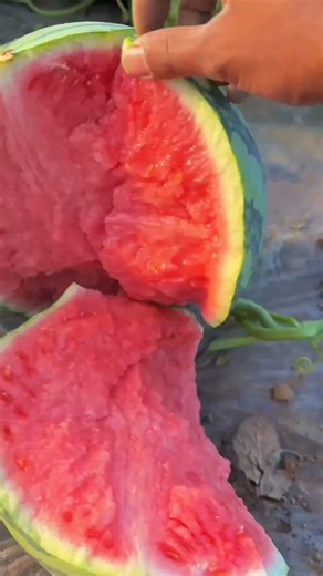 Splitting a Ripe Watermelon! 🍉💥 #asmr #aesthetic #gardenlife #harvesting #nature #satisfying