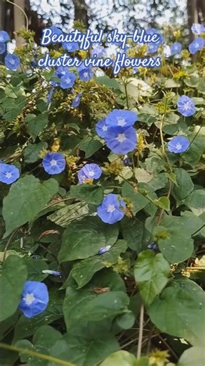 the sky-blue cluster vine flowers 🌹🌹🌹#flowers 💐😍😍😍😍