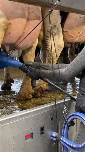 🐄✨ 24/7 Farm Life: Farm Girls Wash Cows' Udders Before Milking