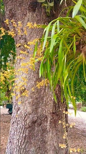 The Dancing Lady of the Orchid World - Flowers Oncidium Orchid 🌼 Flamingo Gardens, Florida, USA 🗽