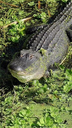 8.5K views · 97 reactions | This Alligator sounds like a big kitty...
