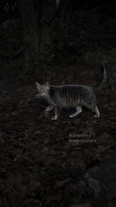 Cat meets Bigfoot | Shortest Blockbusters
