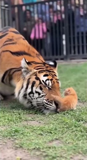 Who Knew a Huge Tiger Could Be This Playful?