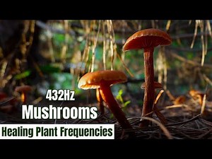 Mushroom Music Healing | When Mushrooms Shape Time and Awareness