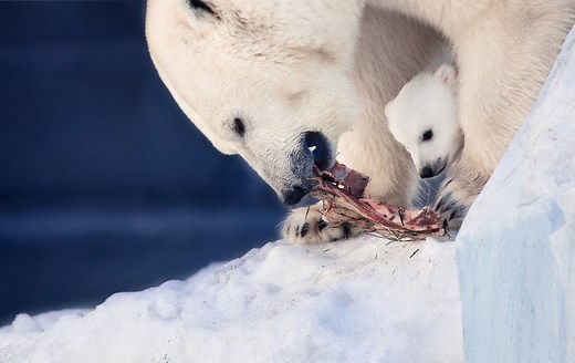 7 Things Polar Bears Like to Eat (Diet & Facts)