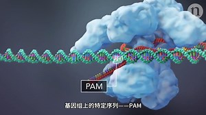 CRISPR-cas系统