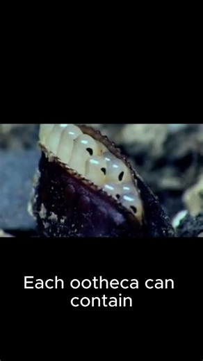 Cockroach Egg Case Hatching | Baby Roaches Emerging from Ootheca