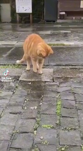 Gatsage on Instagram: "Mira que divertido :D. . . . . #michis #mininos #migato #gatosgraciosos #felinoslindos #memesdegatos #gatoscolombia #gatosbogota #gatosmedellin #gatosiames #gatobello #gatohermoso #amorfelino #gatomania #gatocurioso #felino #elmichi #videosdegatos #gatoslocos #migato #gatospersa"