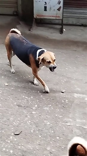 Angry Stray Dog Growling #shorts #angrydog #growling #straydog #dogaggression #crazydog #ytshorts