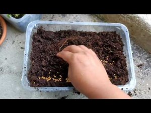 How to grow methi/fenugreek at home from methi seeds in a container - घर पे मेथी लगाए मेथी दाने se