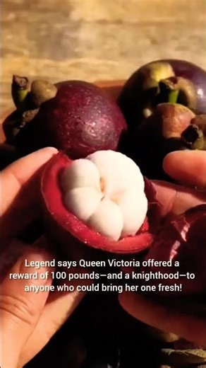 Discover the mysterious history of the Mangosteen. #Mangosteen #QueenOfFruits #History #Fruit