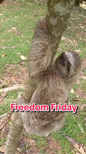 Sloth Climbing Practice for Strengthening Muscles | Happy Friday!