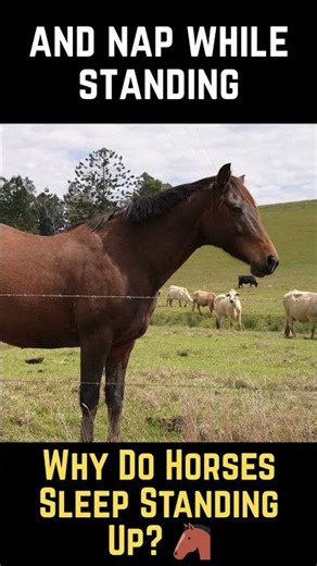 Why Do Horses Sleep Standing Up 🐴