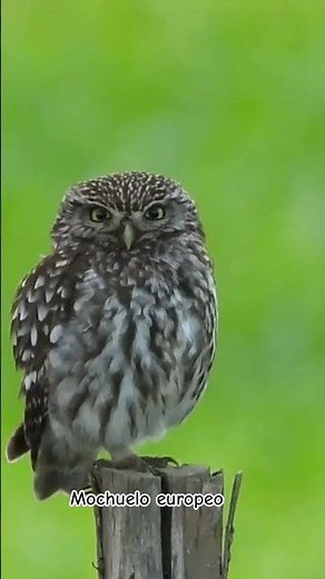Mochuelo europeo (Athene noctua)