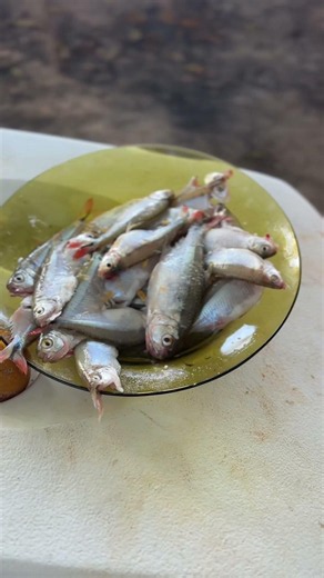 Old-school riverside fishing with friends and the desperate struggle for minnows