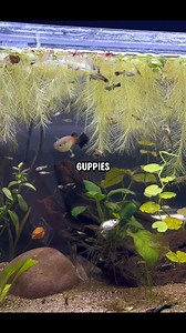 My 20 gallon tank couldn’t handle the guppy fry anymore so I had to change it… Full video out now:👇🏼 https://youtu.be/eyQbAtYenWQ?si=AOciLZ3mcpJ91wZ2 #guppyfry #guppies #guppybreeding #fishkeeping #aquariumfish #freshwaterfish #aquariumhobby | DIY Aquatics