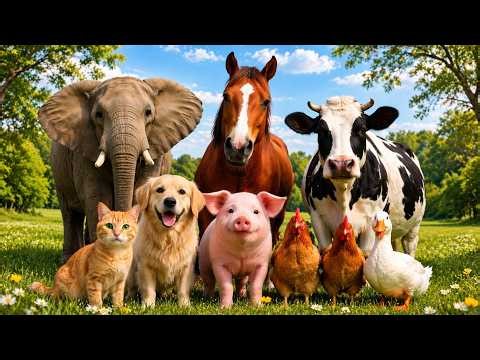 16 Cute Animal Sounds for Kids 🐱🐮 | Learn Animal Names and Sounds Cat , Cow , Duck |AnimalsForKids