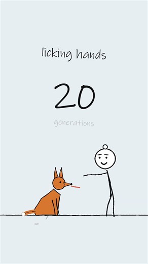 Foxes bred only for tameness were wagging in 10 generations, then their ears went floppy #Shorts