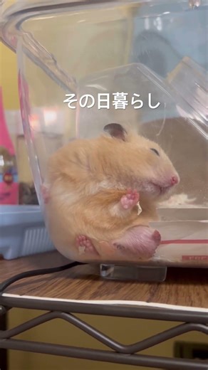 その日暮らしのいもいも、立派なキンタマ