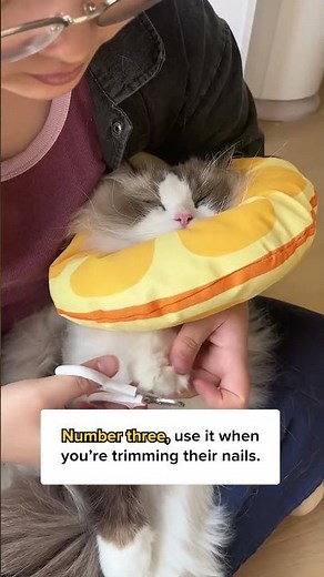 6 Ways To Use A Cat Cone! 😻