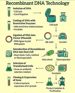 13 reactions | Recombinant DNA Technology #edallacademy #neetmotivation #Education #school #health #kids #cbse12 #biology | EDALL NEET Academy | Facebook