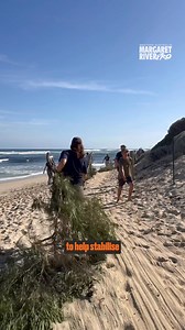 50K views · 207 reactions | WSL One Ocean takes Margaret River  As part of the Western Australia Margaret River Pro, we teamed up with longtime partner Nature Conservation MR and a powerful group of local partners to help care for the coast at Grunters Beach. Volunteers from Cowbay Coardriders, Lineinthesandgroup, Shire Of Augusta Margaret River, and the Margaret River Coastal Residents Association joined forces to lay native brush over vulnerable dune areas. | World Surf League | Facebook