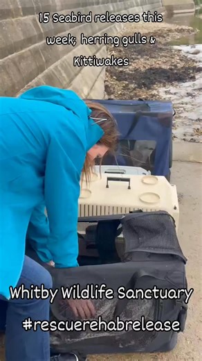 We have had 15 more seabird releases this week! 11 herring gulls and 4 kittiwakes. This is what its all about. We still have hundreds of birds in our care, if anybody wishes to donate towards our work: https://cafdonate.cafonline.org/9517 #rescuerehabrelease | Whitby Wildlife Sanctuary