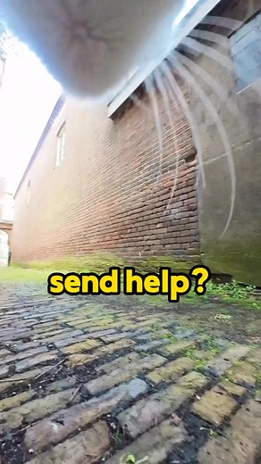 Ros is always on a mission 😹 | Ros Adventure Cat