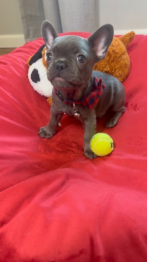 19K views · 1.3K reactions | Happy Sunday from little Anakin! He is...