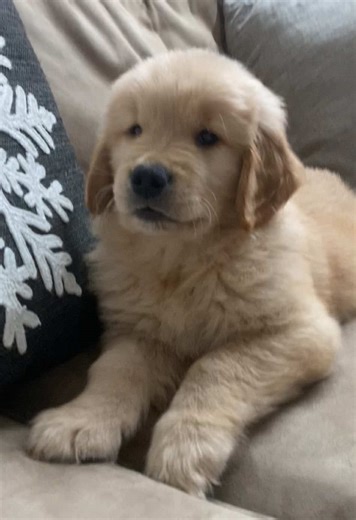 Adorable Golden Retriever Puppy Peek-a-Boo Moment