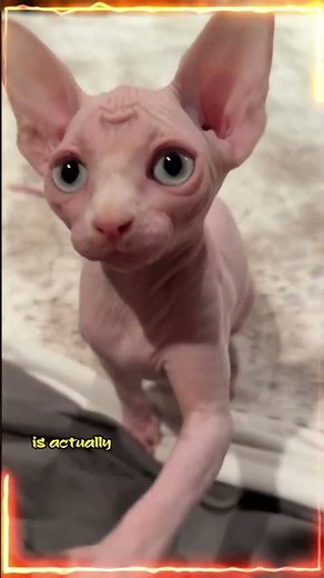 The Sphynx Cat: The Hairless Wonder!