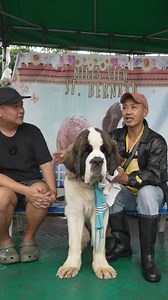 ST. BERNARD - PART 3 | Supero Dog Farm