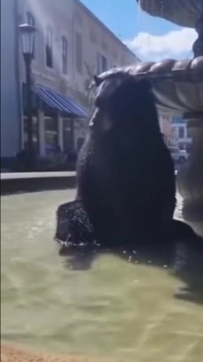 This Bear Had the BEST Idea to Beat the Heat! 😂 (AI) | Creative Panda