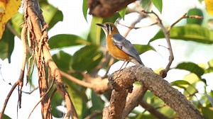 11K views · 991 reactions | Orange Headed Thrush (Geokichla citrina) | BIRDS & Nature | Facebook