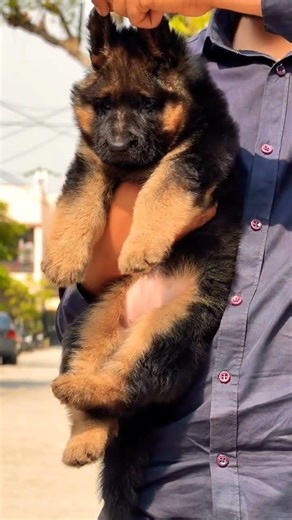 8810623046 German Shepherd puppy booking open heavy bone healthy active trained pup contact now fast