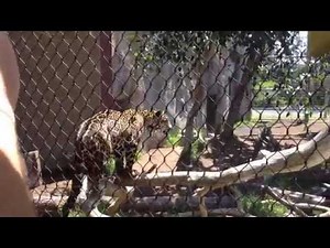 Amur Leopards Feeding At San Diego Zoo