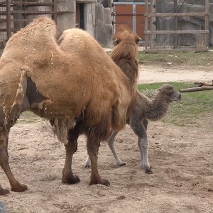 69K views · 3.7K reactions | Mommy and me! The weekend forecast looks to be adorable and fuzzy!  Buy your tickets online and save https://bit.ly/mkezootix | Milwaukee County Zoo | Facebook