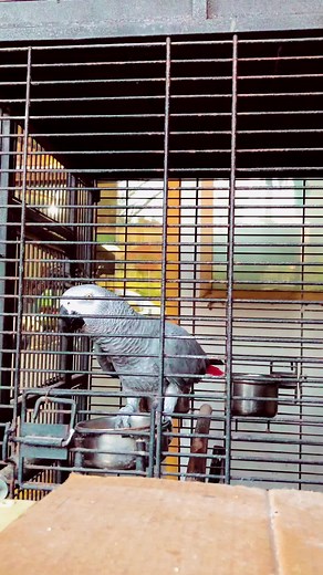 African Grey Parrot Behavior Inside a Cage