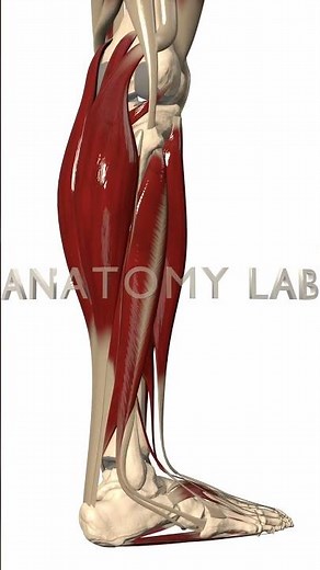 Lower Leg 3d Anatomy