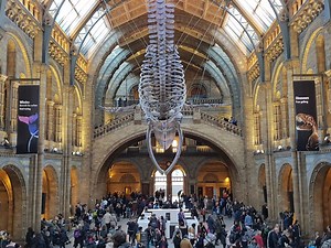 Museu de História Natural de Londres - Guia completo de visita