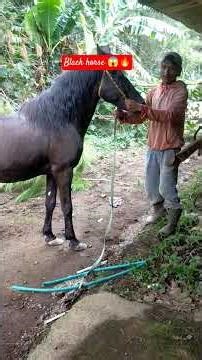 #youtube #horse #horsetrack #animals #sansansehorhorse #youtubeshorts #youtubevideos