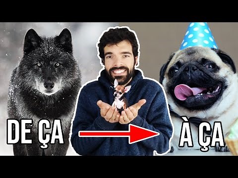 COMMENT LE LOUP EST DEVENU UN CHIEN DOCILE