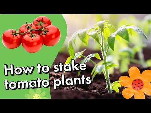 How to Properly Stake Tomato Plants | Simple Garden Tips for a Bigger Harvest! #garden #homestead
