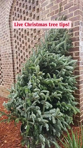 Do you get a live tree for Christmas? Be sure to prep your tree by giving it a good rinse before taking it inside! #christmastree #christmas #tips | Tallokas Road | Facebook