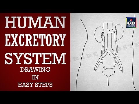 How to draw human #excretory system in easy steps :Life processes : Biology :ncert class 10 :Science