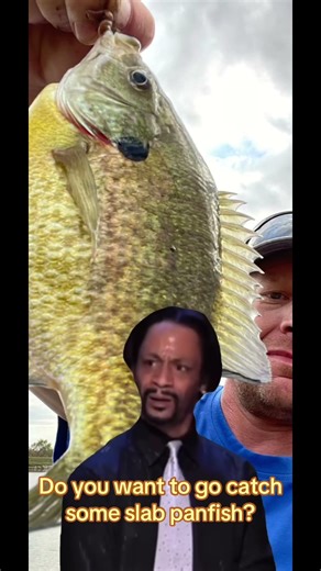 Do you want to go catch some big panfish? #boydoutdoors #fishing #panfish #slabs #🎣