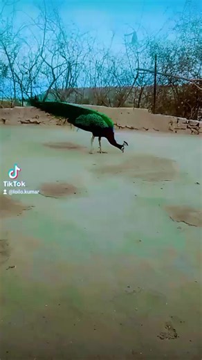 Loilo Kumar (@loilo.kumar)’s videos with original sound - Loilo Kumar