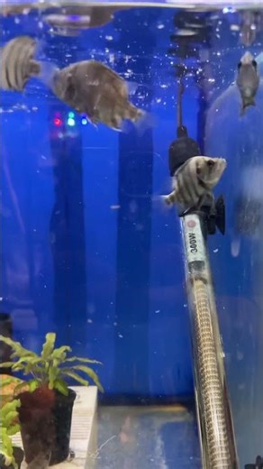 Tiger Datnoid 🔥 King Fish | Tiger Datnoid 🐯 | Aquarium Ka King!